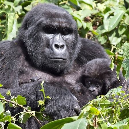 Silverback Lodge Buhoma Exterior foto